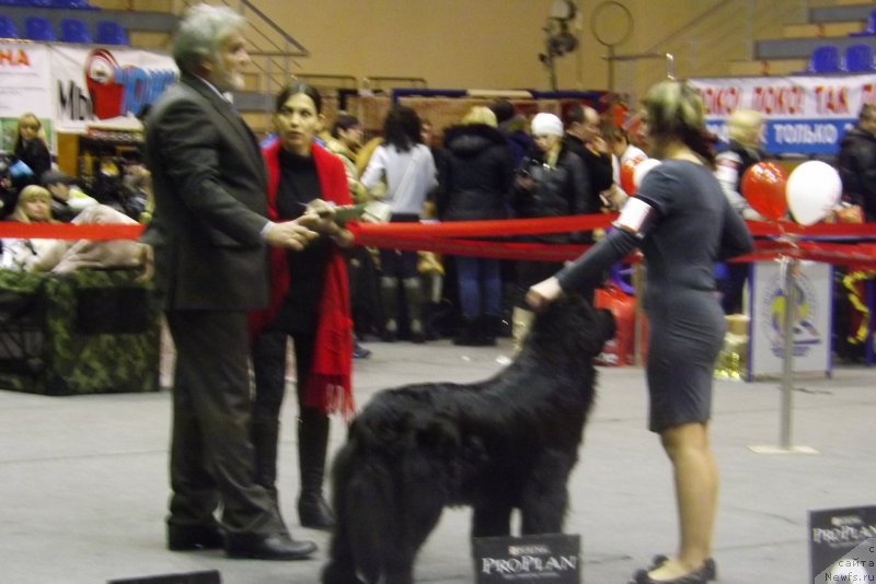 Фото: ньюфаундленд Vanilla Sky Lady Super Mishka