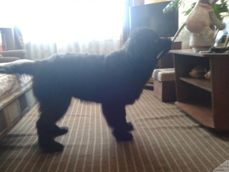 Фото: ньюфаундленд Цейлон Сан Лайт