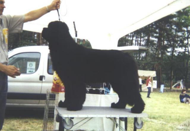 Фото: ньюфаундленд Coco Chanel Webb Bay