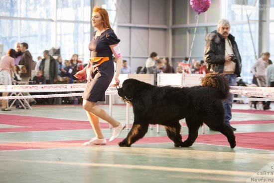 Фото: ньюфаундленд Thickish Newfoundland Waterfall Land's Only