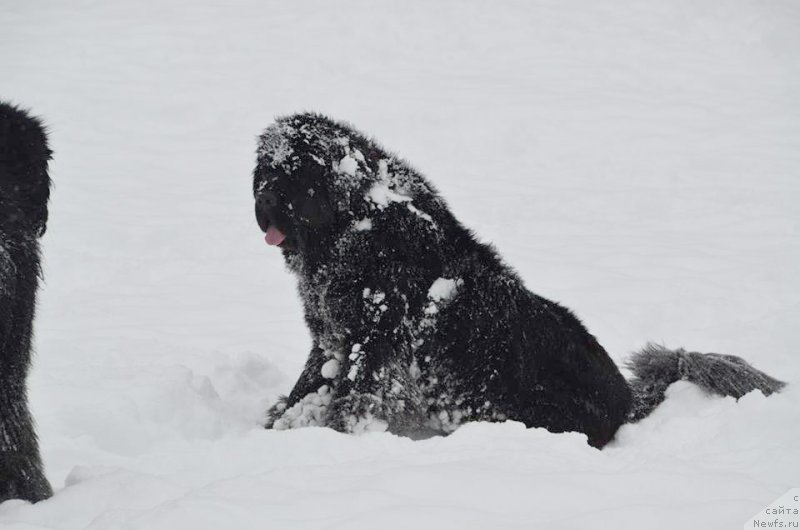 Фото: ньюфаундленд Бегущая по Волнам Фиребалл