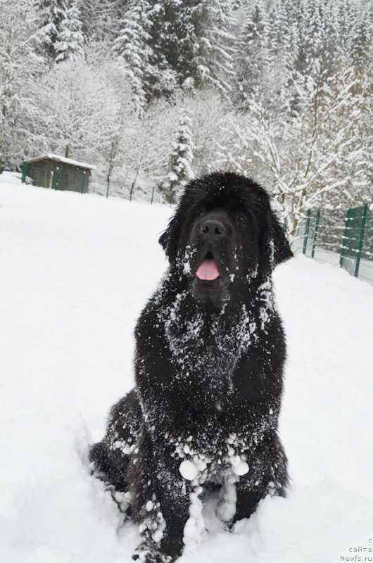 Фото: ньюфаундленд Бегущая по Волнам Фиребалл