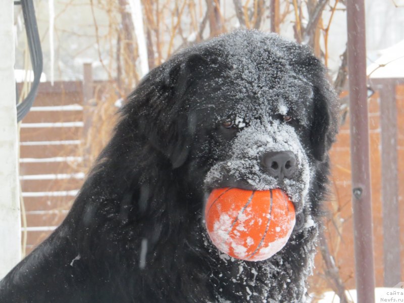 Фото: ньюфаундленд Счастливый Случай Кара Дениз (Schastlivyj Sluchay Kara Deniz)