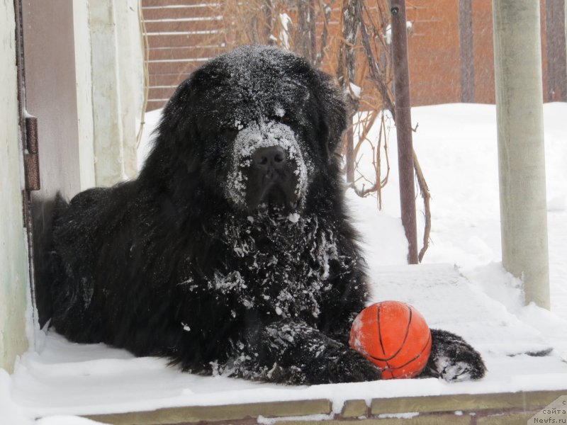 Фото: ньюфаундленд Счастливый Случай Кара Дениз (Schastlivyj Sluchay Kara Deniz)