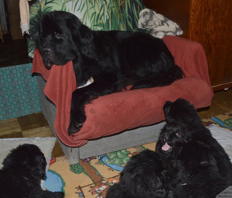 Фото: ньюфаундленд Акватория Келвин Кадриль (Aquatoriya Kelvin Kadril)