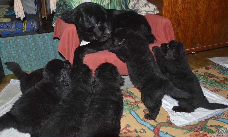 Фото: ньюфаундленд Акватория Келвин Кадриль (Aquatoriya Kelvin Kadril)