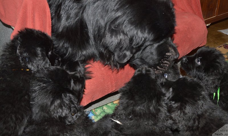 Фото: ньюфаундленд Акватория Келвин Кадриль (Aquatoriya Kelvin Kadril)