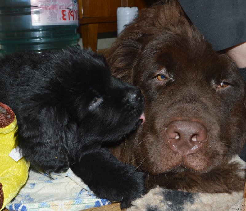 Фотография № 145382