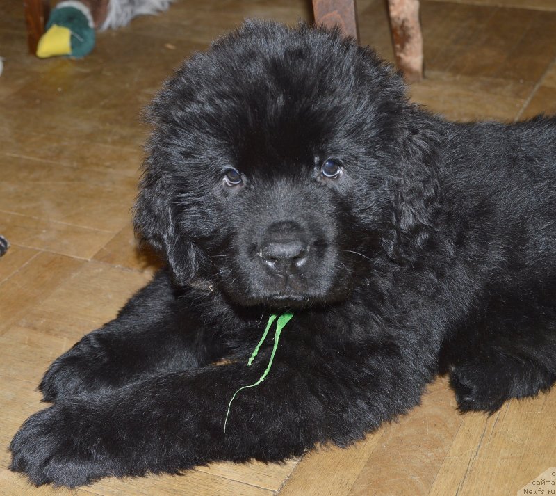 Фото: ньюфаундленд Смигар Урсбургская Красавица