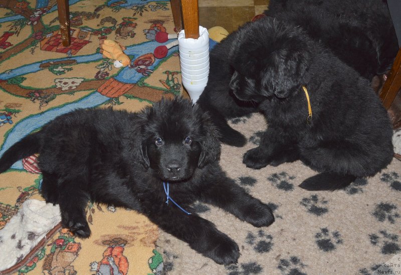 Фото: ньюфаундленд Смигар Ухти Тухти с Невской Бухты, ньюфаундленд Смигар Умница Разумница