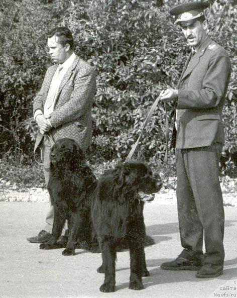 Фото: ньюфаундленд Дик