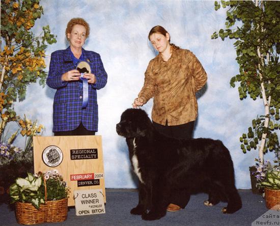 Фото: ньюфаундленд Midnight Lady's Koh-I-Noor