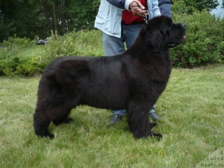 Фото: ньюфаундленд Midnight Lady's Best By Mississippi-Missouri