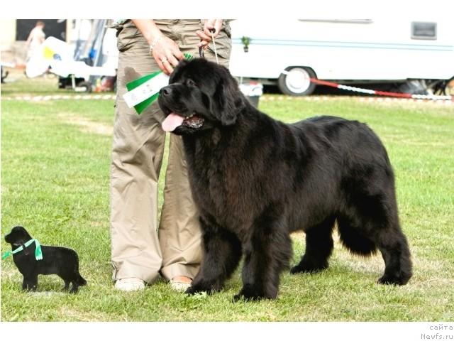 Фото: ньюфаундленд She Is So High King of Helluland