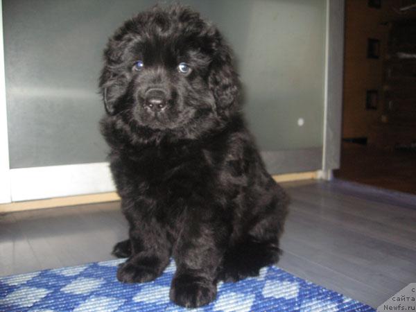 Фото: ньюфаундленд Азазель Нежный Цветок