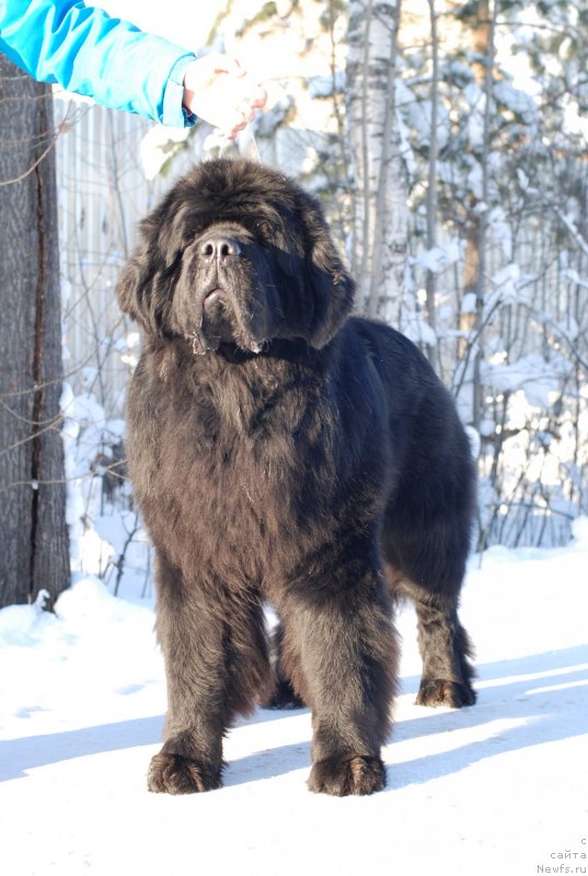 Фотография № 145427