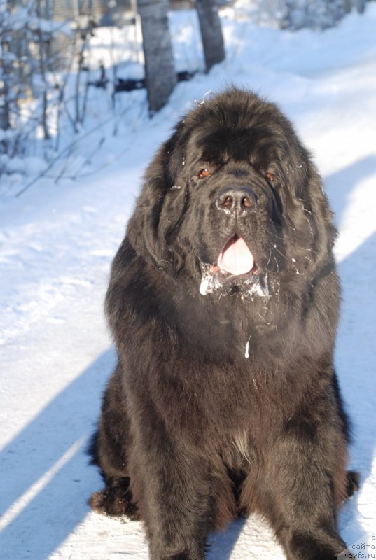 Фотография № 145431