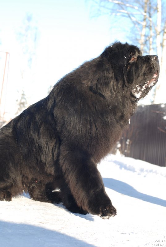 Фотография № 145433