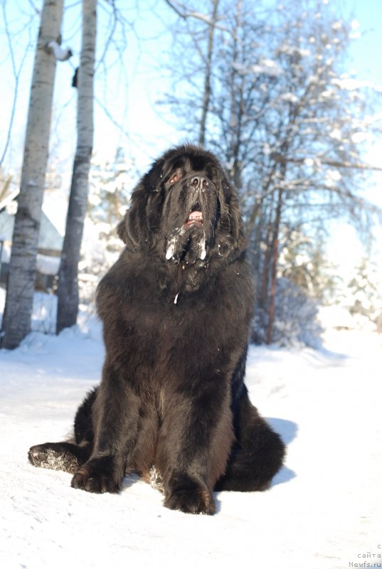 Фотография № 145435