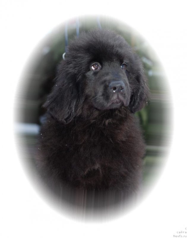Фото: ньюфаундленд Эволюция из Антаграда