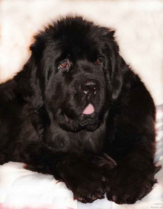 Фото: ньюфаундленд Very Fairweathers Zhade