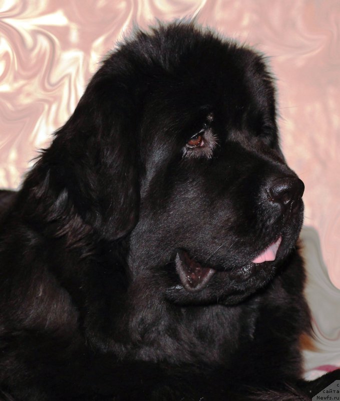 Фотография № 145438