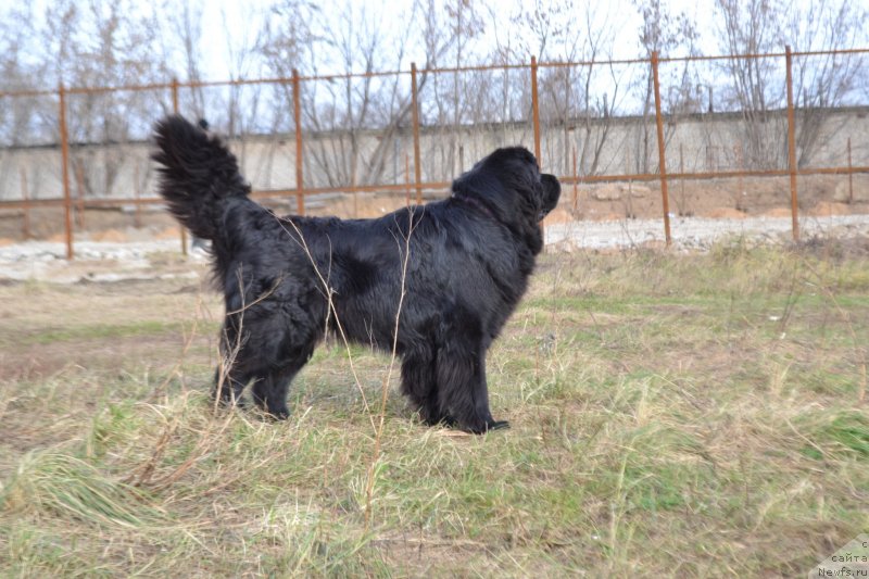 Фото: ньюфаундленд Мэджикал Оушен Евдокия