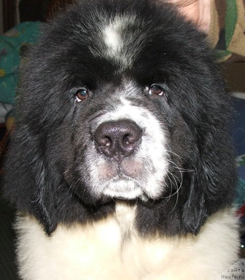 Фото: ньюфаундленд Плюшевая Панда Эрос (Plushevaya Panda Eros)