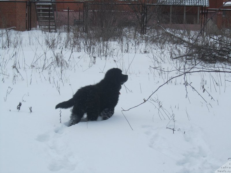 Фото: ньюфаундленд Vivienne Westwood Dinastiya Soverchenstva