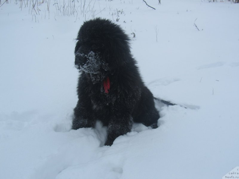 Фото: ньюфаундленд Vivienne Westwood Dinastiya Soverchenstva