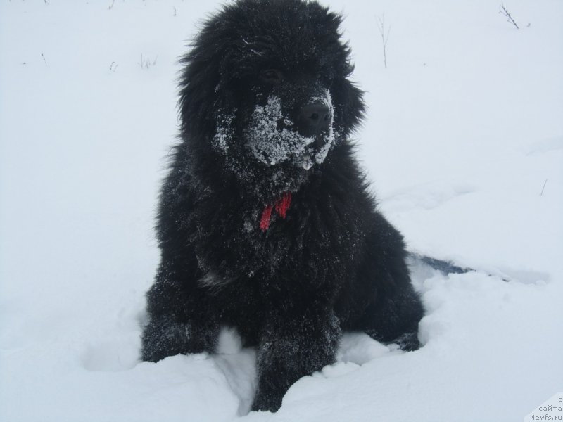 Фото: ньюфаундленд Vivienne Westwood Dinastiya Soverchenstva