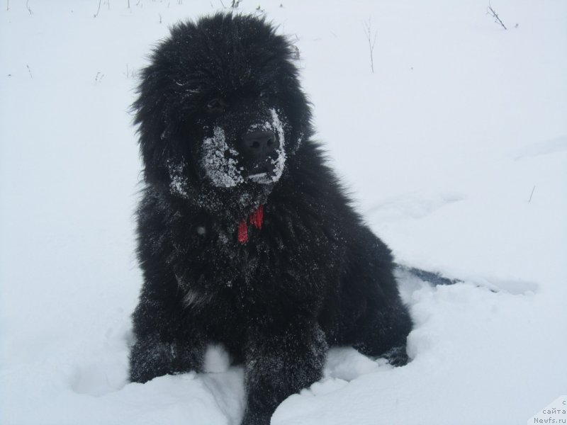 Фото: ньюфаундленд Vivienne Westwood Dinastiya Soverchenstva