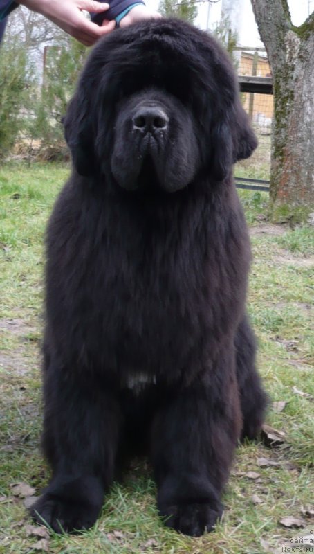 Фото: ньюфаундленд Gold Coasts Jeffery at Mississippi-Missouri