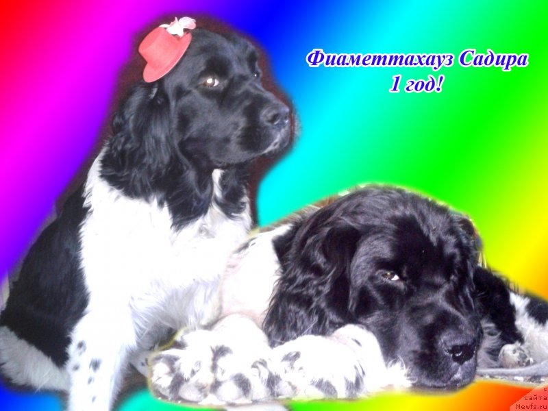 Фото: ньюфаундленд Фиаметтахауз Садира