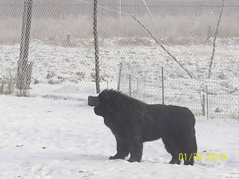 Фото: ньюфаундленд Супер Премиум Нао Дел Трато