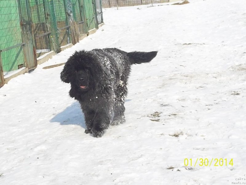 Фото: ньюфаундленд Супер Премиум Нао Дел Трато