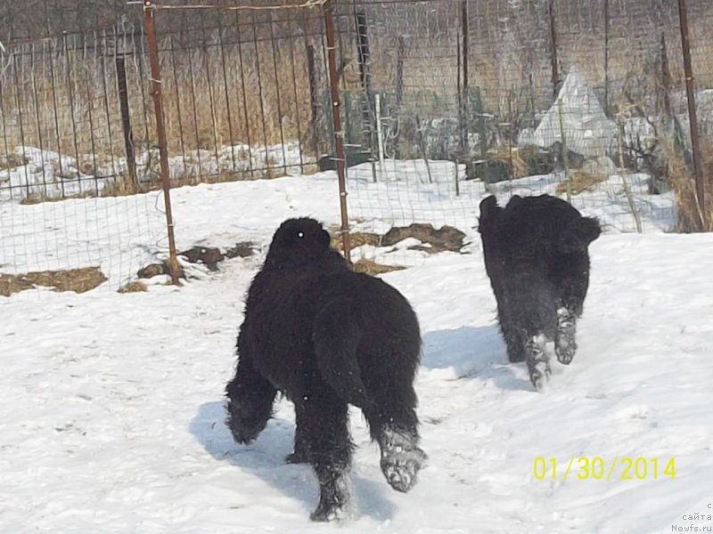 Фото: ньюфаундленд Супер Премиум Нао Дел Трато, ньюфаундленд Супер Премиум Немессис