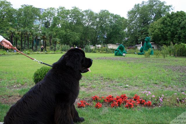 Фото: ньюфаундленд Потап Фидель