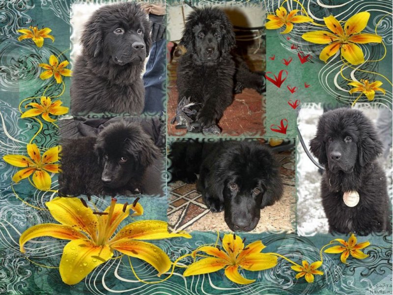 Фото: ньюфаундленд Черный Балу Добрыня, ньюфаундленд Черный Балу Донна, ньюфаундленд Черный Балу Джонс, ньюфаундленд Черный Балу Делли, ньюфаундленд Черный Балу Дюссельдорф