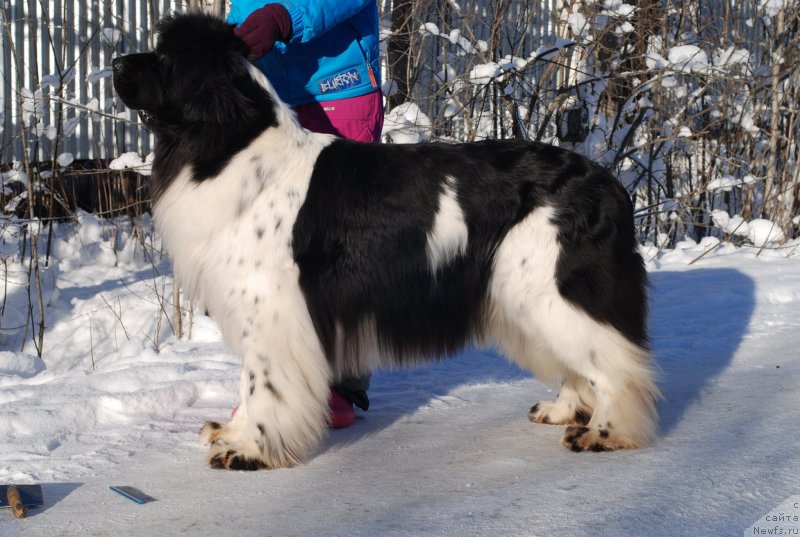 Фотография № 145496