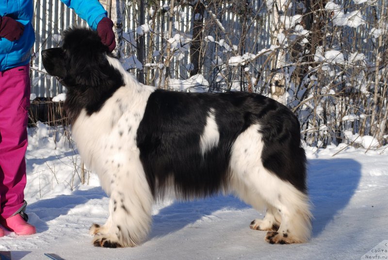 Фотография № 145497