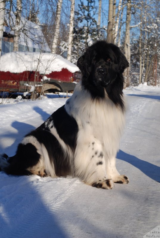 Фотография № 145498