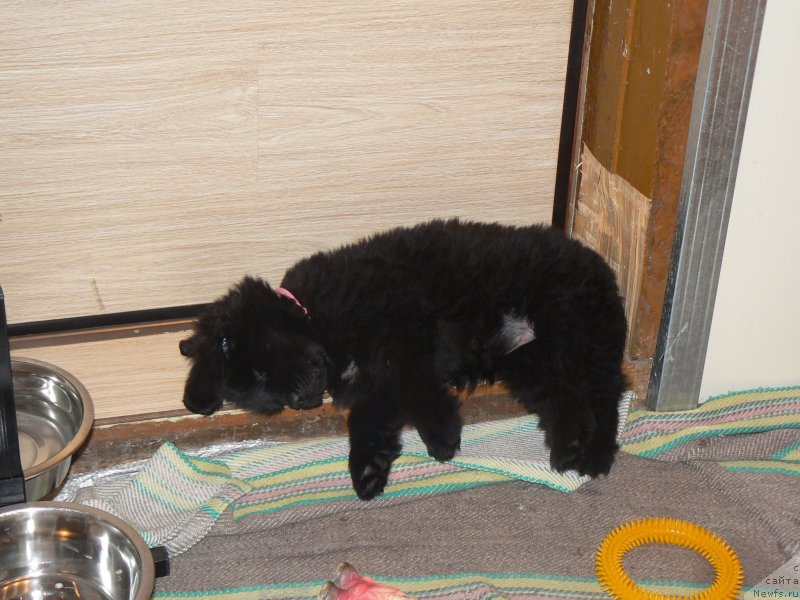 Фото: Михаил Пуцилло