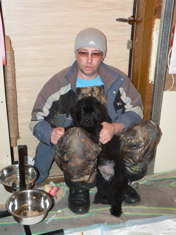 Фото: Михаил Пуцилло, ньюфаундленд Смигар Укротительница Тигров