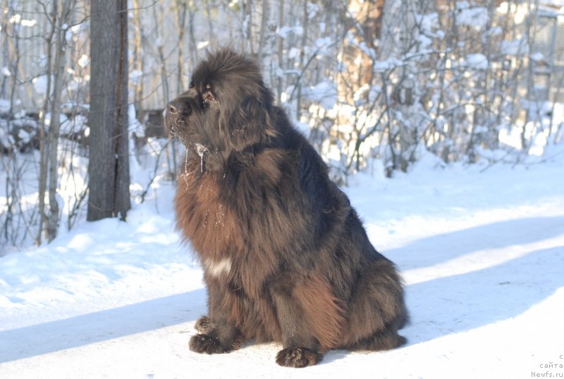 Фотография № 145504