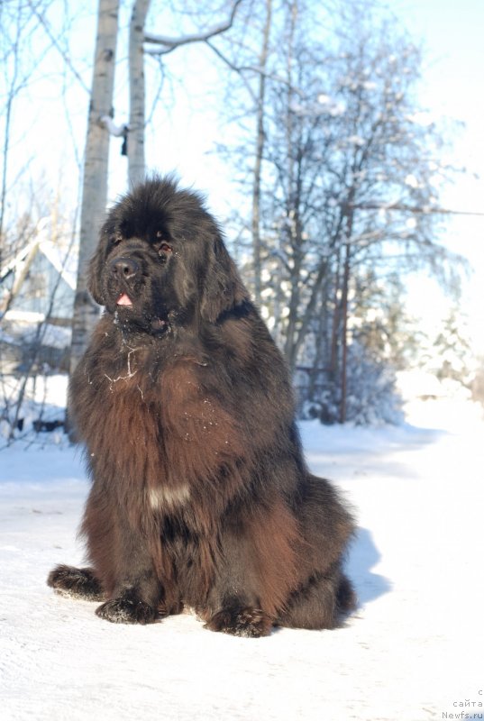 Фотография № 145505