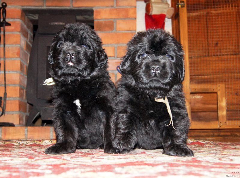 Фото: ньюфаундленд Супер Бизон Лаззаро, ньюфаундленд Супер Бизон Латино