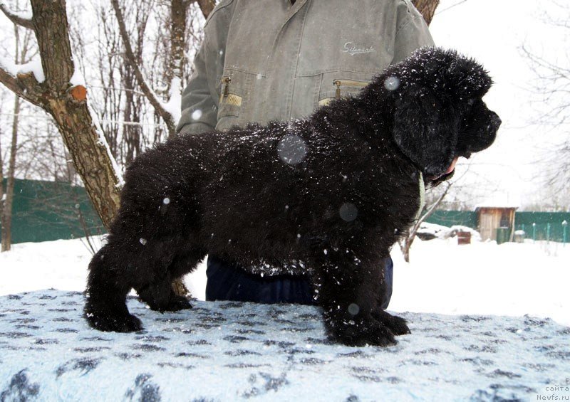 Фото: ньюфаундленд Супер Бизон Лаззаро