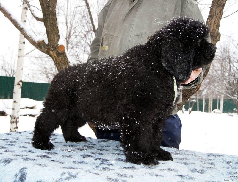 Фото: ньюфаундленд Супер Бизон Лаззаро