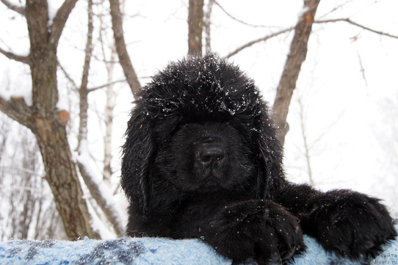 Фото: ньюфаундленд Супер Бизон Лаззаро
